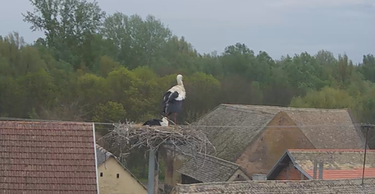 ZAŽITE FASCINUJÚCI SVET HNIEZDIACICH BOCIANOV V REÁLNOM ČASE